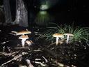 Five tan, wart-capped Amanita mushrooms growing on a dark forest floor at night.