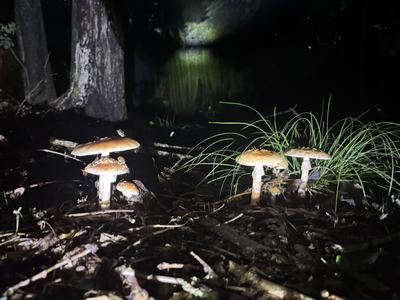 Five tan, wart-capped Amanita mushrooms growing on a dark forest floor at night.