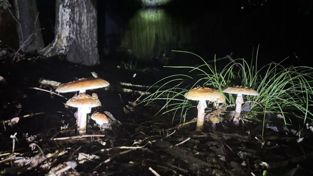 Five tan, wart-capped Amanita mushrooms growing on a dark forest floor at night.