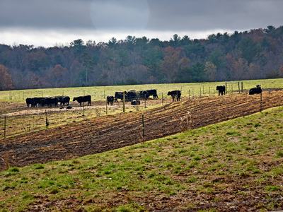 Burke County cattle graze on a chilly December morning.
