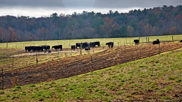 Burke County cattle graze on a chilly December morning.