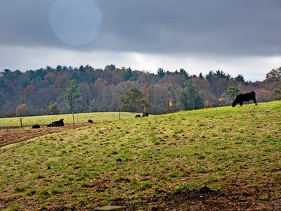 Green grassy field with black cows standing in it with mountains covered in pine trees with gray clouds in the background.