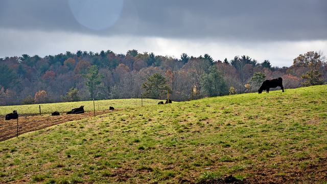 Green grassy field with black cows standing in it with mountains covered in pine trees with gray clouds in the background.