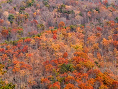 Aerial view of fall foliage in the Blue Ridge Mountains in North Carolina.