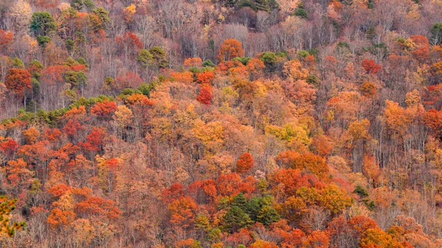 Aerial view of fall foliage in the Blue Ridge Mountains in North Carolina.
