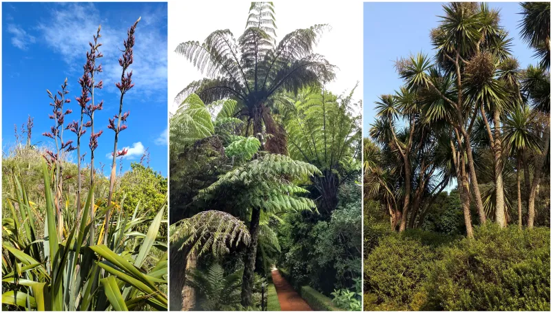 A colleague illustrates the diversity and unique textures of New Zealand's native flora.