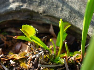 Native Venus Flytrap