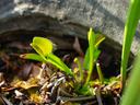 Native Venus Flytrap