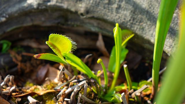 Native Venus Flytrap