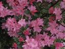 An azalea in bloom.