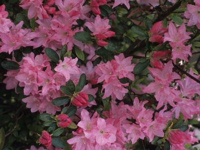 An azalea in bloom.