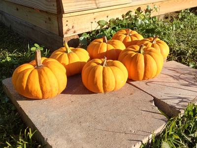Photo of three pumpkins sitting near a neighborhood pumpkin patch in Hightsville.