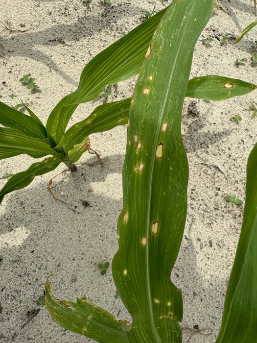 Holcus spot symptoms showing randomly distributed tan spots with reddish-brown margins