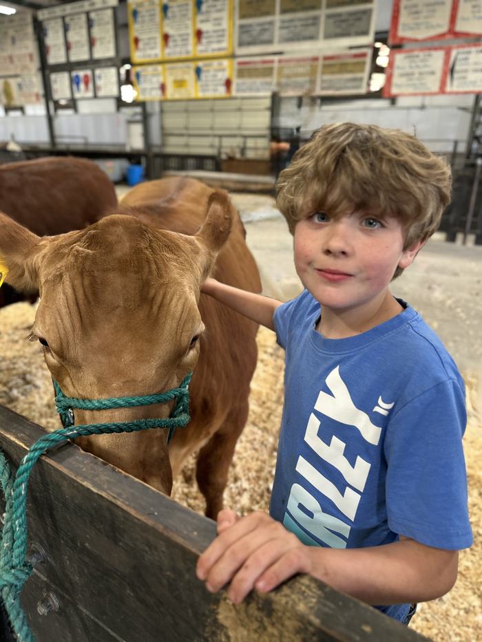 4-Her Noah pets his brother's light-red market cow after helping to groom him at the livestock preparation area