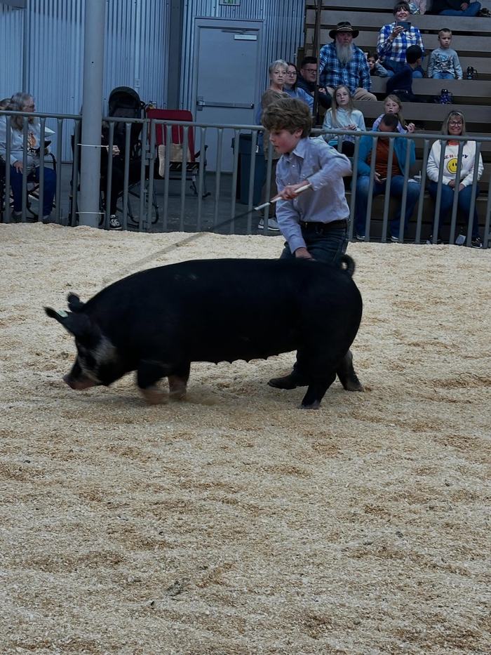 4-Her showing his Berkshire pig in the show ring