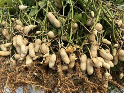 Noduels on root system of peanuts