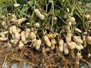 Noduels on root system of peanuts