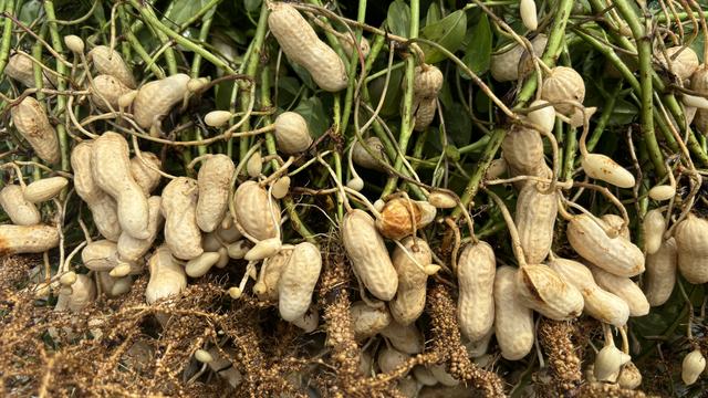 Noduels on root system of peanuts