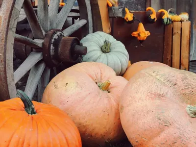 October pumpkins for decoration