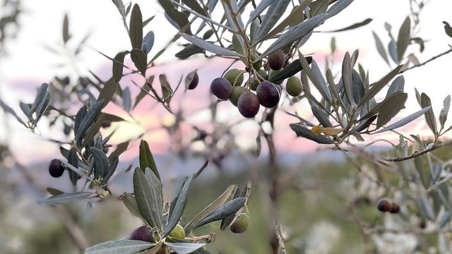 Olive tree.