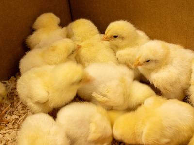 Chicks from the embryology enrichment program in New Hanover County