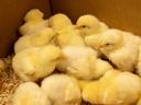Chicks from the embryology enrichment program in New Hanover County