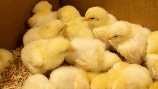 Chicks from the embryology enrichment program in New Hanover County