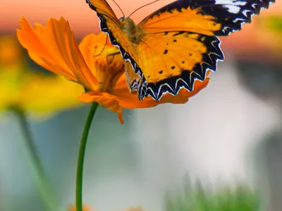 Eastern Tiger Swallowtail Butterfly
