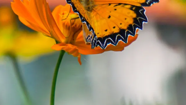 Eastern Tiger Swallowtail Butterfly