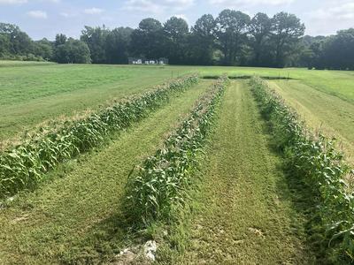 Photo of a no-till corn fie.ld.