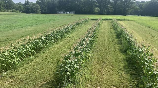 Photo of a no-till corn fie.ld.