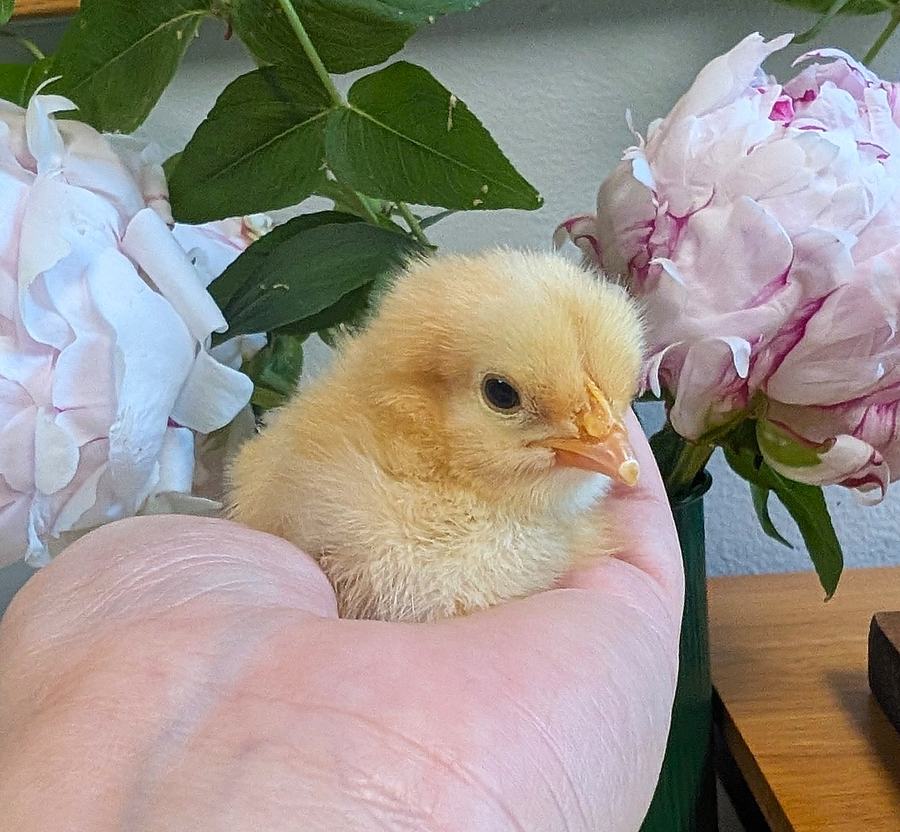 A yellow chick sitting in a hand, with a lump on the tip of the beak. The background is pink flowers.