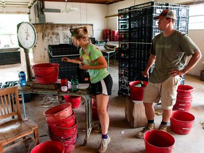 People weighing buckets of cucumbers