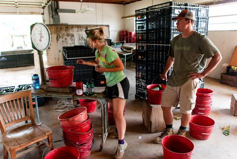 Two people using scale to weigh buckets in packing house