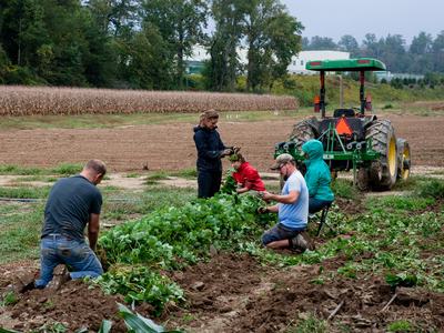 People digging out strawberry plants