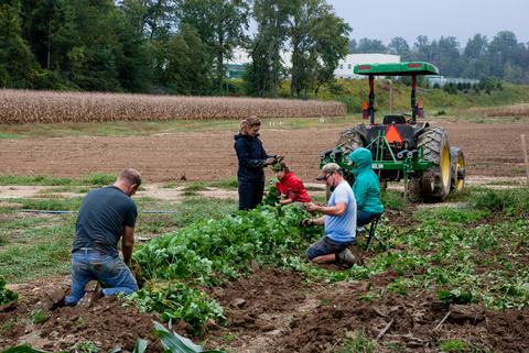 People digging out strawberry plants in mud with tractor in background