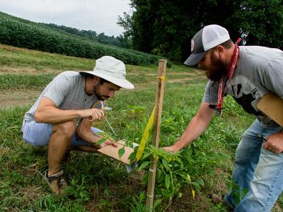 Two people aspirating insects from leaves of plant
