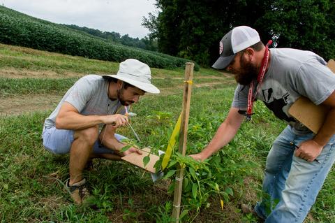 Two people aspirating insects from leaves of plant