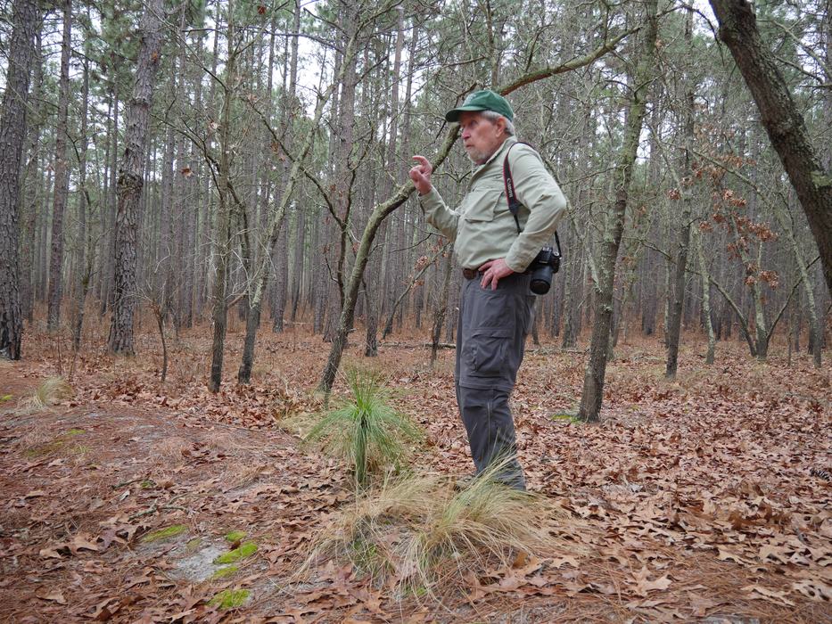 Bruce A. Sorrie standing behind longleaf pine and Carolina wiregrass in oak-hickory-pine forest