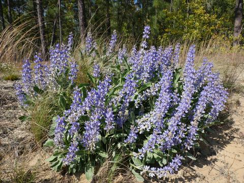 Image of flowers
