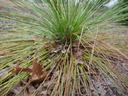 Longleaf pine in grass stage with debris at base showing Brown Spot Needle Blight