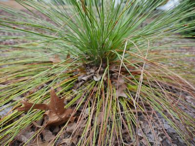 Longleaf pine in grass stage with debris at base showing Brown Spot Needle Blight