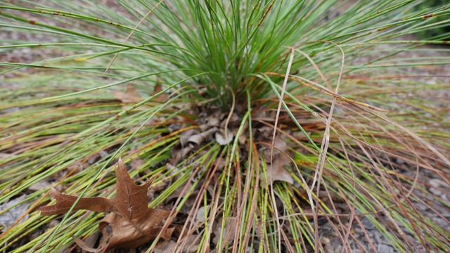 Longleaf pine in grass stage with debris at base showing Brown Spot Needle Blight