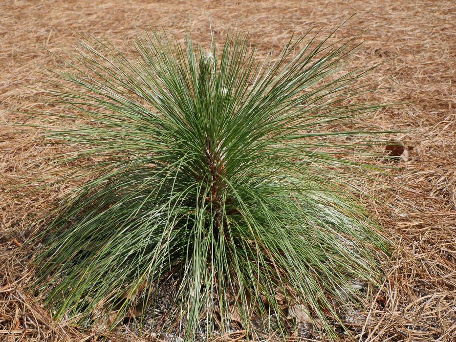 Longleaf Pine in Grass Stage Within a Residential Landscape