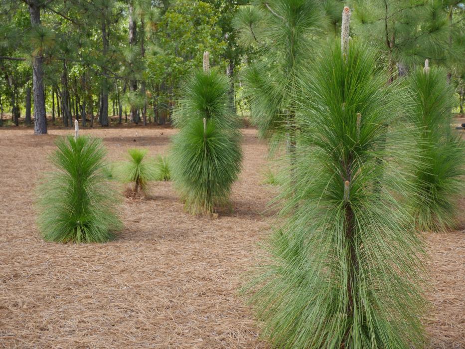 Cluster of longleaf pines in residential setting without natural fire regime present