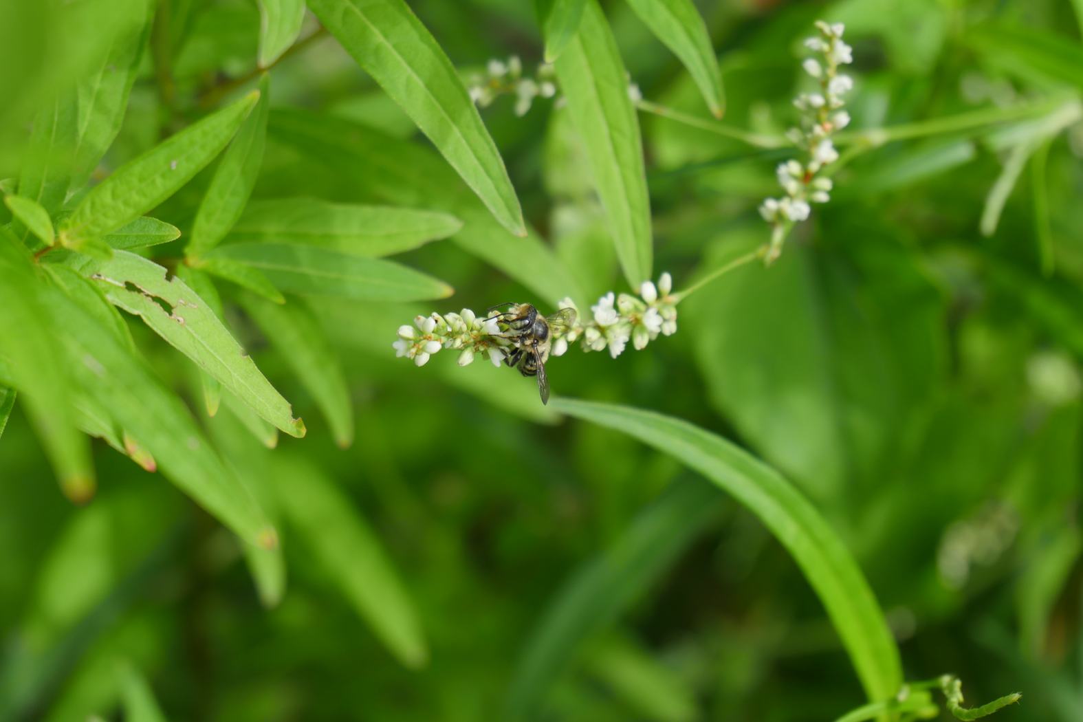 Megachile mendica (Flat-tailed Leafcutter Bee) on Persicaria hydropiperoides (Waterpepper), appearing to explore the plant. Photo by Christian Flores.