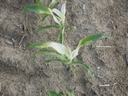 An upclose picture of two corn plants that have turned white in the new growth due to injury from a HPPD herbicide.