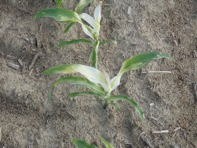 An upclose picture of two corn plants that have turned white in the new growth due to injury from a HPPD herbicide.