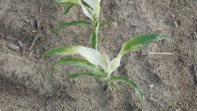 An upclose picture of two corn plants that have turned white in the new growth due to injury from a HPPD herbicide.