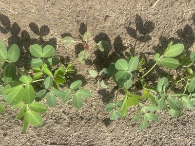 Palmer amaranth in peanuts